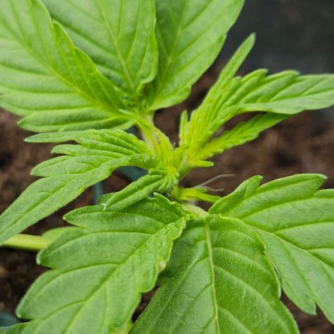 Zamnesia Purplehaze Auto growlog timeline photo