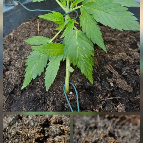 Zamnesia Purplehaze Auto growlog timeline photo