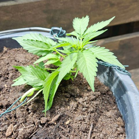 Zamnesia Purplehaze Auto growlog timeline photo