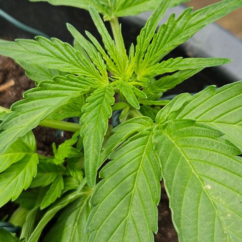 Zamnesia Purplehaze Auto growlog timeline photo