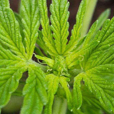 Zamnesia Purplehaze Auto growlog timeline photo