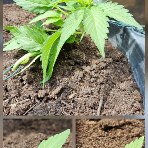 Zamnesia Purplehaze Auto growlog timeline photo