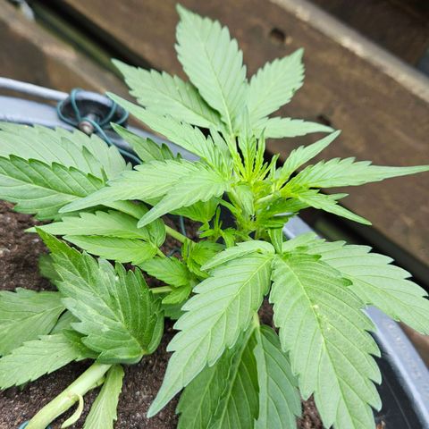 Zamnesia Purplehaze Auto growlog timeline photo