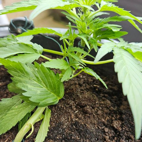 Zamnesia Purplehaze Auto growlog timeline photo