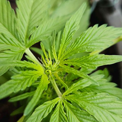 Zamnesia Purplehaze Auto growlog timeline photo