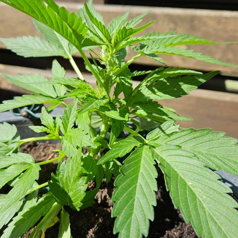 Zamnesia Purplehaze Auto growlog timeline photo