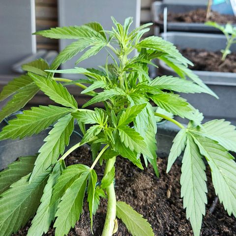 Zamnesia Purplehaze Auto growlog timeline photo
