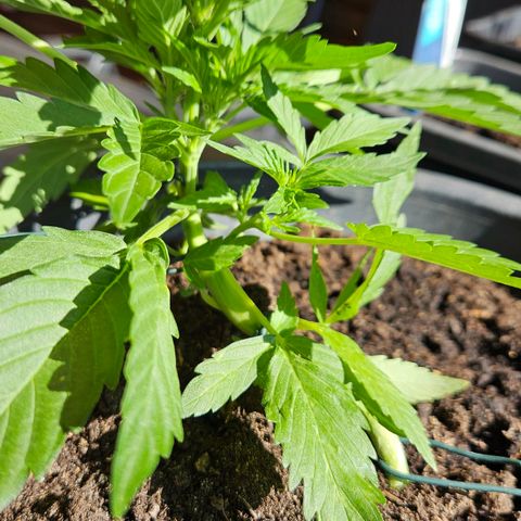 Zamnesia Purplehaze Auto growlog timeline photo