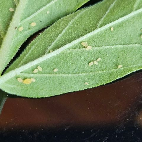 Zamnesia Purplehaze Auto growlog timeline photo