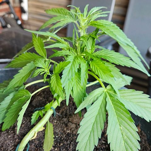 Zamnesia Purplehaze Auto growlog timeline photo