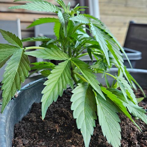 Zamnesia Purplehaze Auto growlog timeline photo