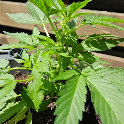 Zamnesia Purplehaze Auto growlog timeline photo