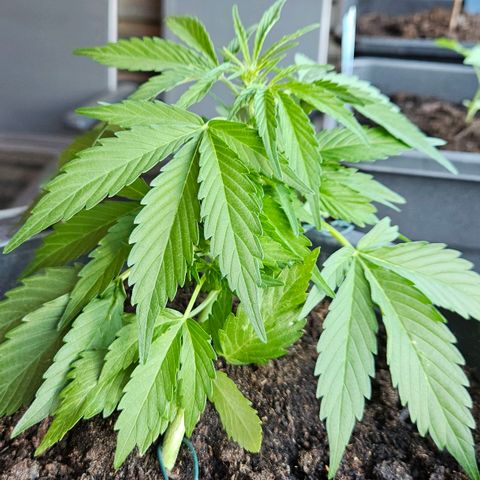 Zamnesia Purplehaze Auto growlog timeline photo