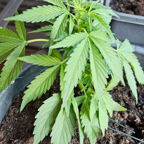 Zamnesia Purplehaze Auto growlog timeline photo