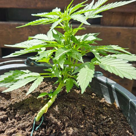 Zamnesia Purplehaze Auto growlog timeline photo