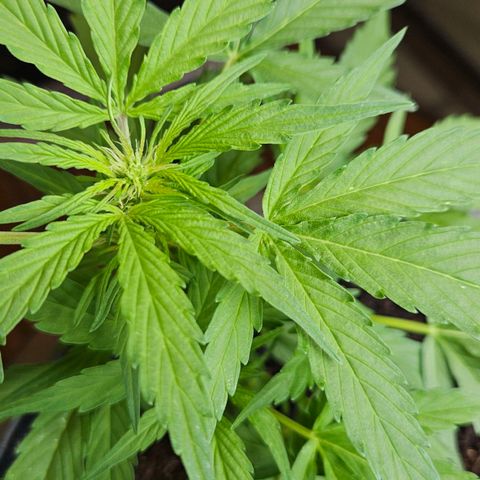 Zamnesia Purplehaze Auto growlog timeline photo