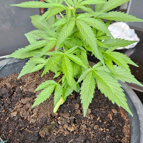 Zamnesia Purplehaze Auto growlog timeline photo