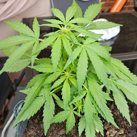 Zamnesia Purplehaze Auto growlog timeline photo