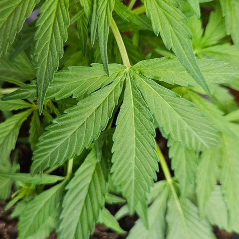 Zamnesia Purplehaze Auto growlog timeline photo