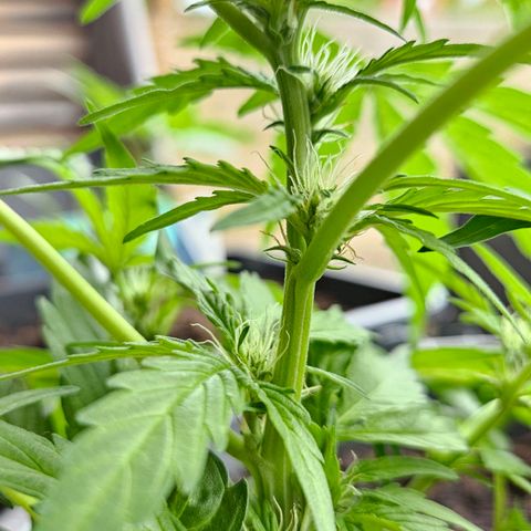 Zamnesia Purplehaze Auto growlog timeline photo