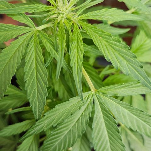 Zamnesia Purplehaze Auto growlog timeline photo