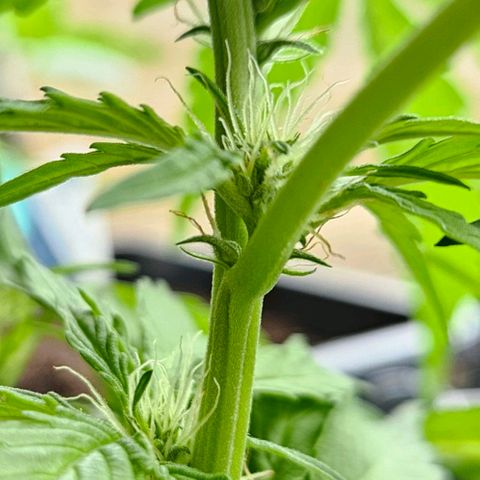 Zamnesia Purplehaze Auto growlog timeline photo