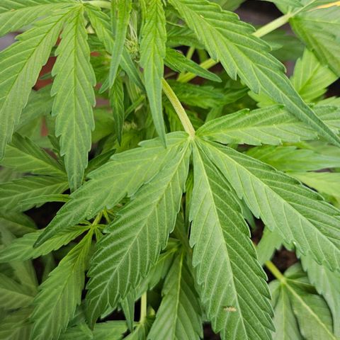 Zamnesia Purplehaze Auto growlog timeline photo