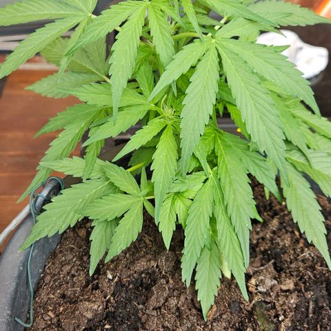 Zamnesia Purplehaze Auto growlog timeline photo