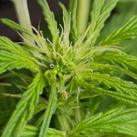 Zamnesia Purplehaze Auto growlog timeline photo