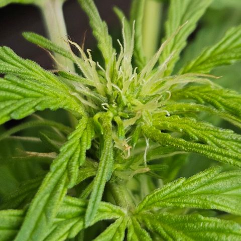 Zamnesia Purplehaze Auto growlog timeline photo