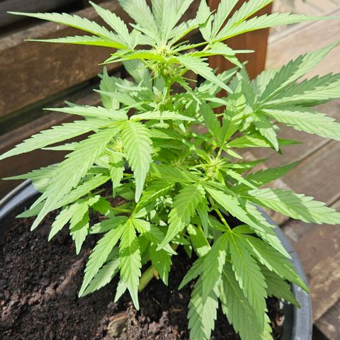 Zamnesia Purplehaze Auto growlog timeline photo