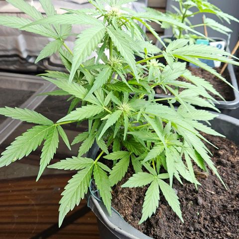 Zamnesia Purplehaze Auto growlog timeline photo