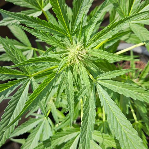 Zamnesia Purplehaze Auto growlog timeline photo