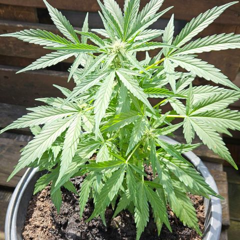 Zamnesia Purplehaze Auto growlog timeline photo