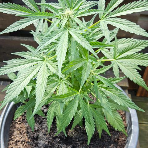 Zamnesia Purplehaze Auto growlog timeline photo