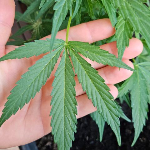 Zamnesia Purplehaze Auto growlog timeline photo