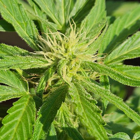 Zamnesia Purplehaze Auto growlog timeline photo