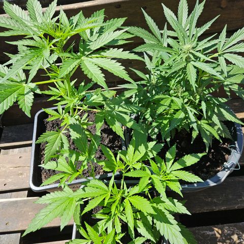 Zamnesia Purplehaze Auto growlog timeline photo