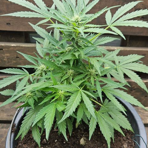 Zamnesia Purplehaze Auto growlog timeline photo