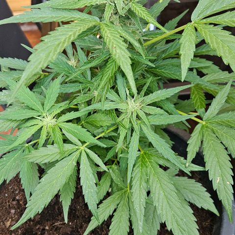 Zamnesia Purplehaze Auto growlog timeline photo