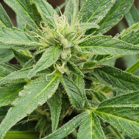 Zamnesia Purplehaze Auto growlog timeline photo