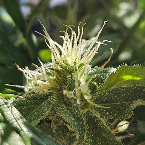 Zamnesia Purplehaze Auto growlog timeline photo
