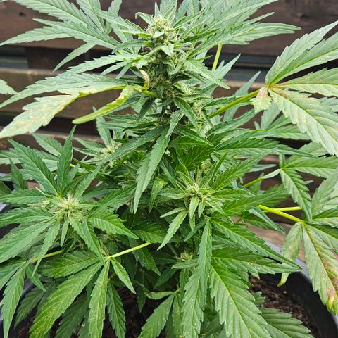 Zamnesia Purplehaze Auto growlog timeline photo