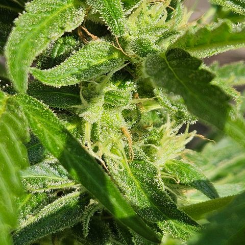 Zamnesia Purplehaze Auto growlog timeline photo