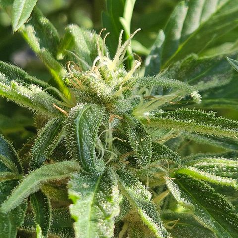 Zamnesia Purplehaze Auto growlog timeline photo