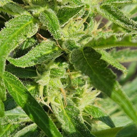 Zamnesia Purplehaze Auto growlog timeline photo