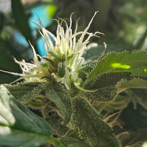 Zamnesia Purplehaze Auto growlog timeline photo