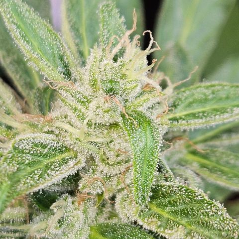 Zamnesia Purplehaze Auto growlog timeline photo