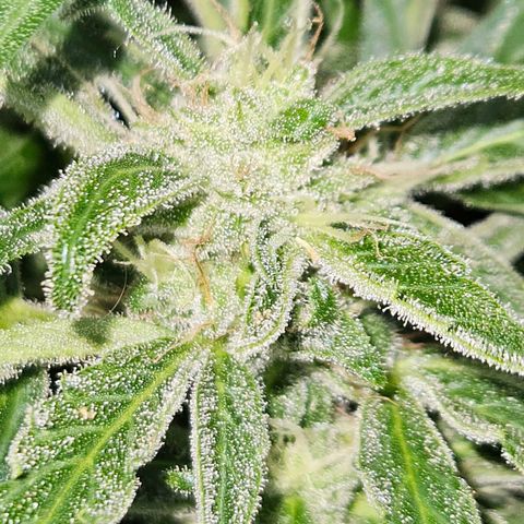 Zamnesia Purplehaze Auto growlog timeline photo