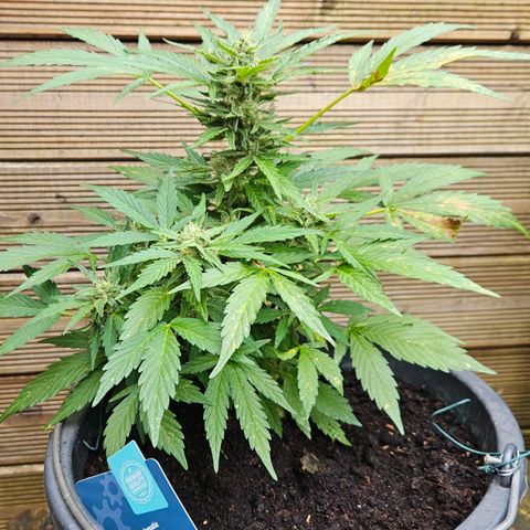 Zamnesia Purplehaze Auto growlog timeline photo